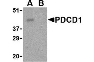 Western Blotting (WB) image for anti-Programmed Cell Death 1 (PDCD1) (Middle Region) antibody (ABIN1031033) (PD-1 antibody  (Middle Region))
