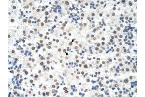 DDX19B antibody was used for immunohistochemistry at a concentration of 4-8 ug/ml to stain Hepatocytes (arrows) in Human Liver. (DDX19B antibody)