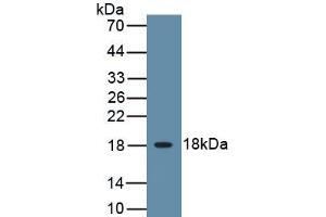 Detection of Recombinant IL3, Canine using Polyclonal Antibody to Interleukin 3 (IL3) (IL-3 antibody  (AA 24-143))