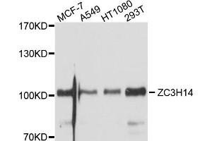 Western blot analysis of extracts of various cell lines, using ZC3H14 antibody (ABIN4905660) at 1:1000 dilution. (ZC3H14 antibody)