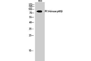 Western Blot analysis of 453 cells using PI 3-kinase p85β Polyclonal Antibody diluted at 1:500. (PIK3R2 antibody)