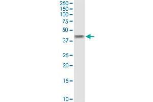 B4GALT4 MaxPab rabbit polyclonal antibody. (B4GALT4 antibody  (AA 1-344))