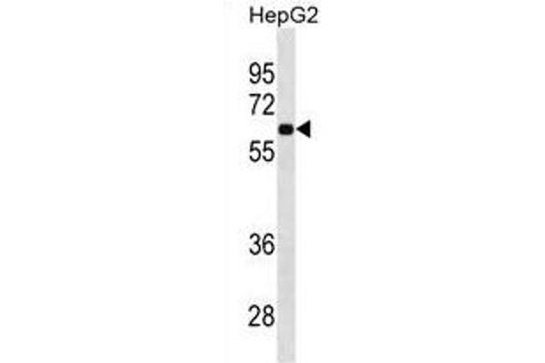 Syndecan 1 antibody  (C-Term)