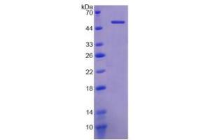 SDS-PAGE analysis of Mouse Klotho Protein. (Klotho Protein (KL))