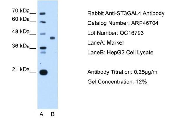 ST3GAL4 antibody  (Middle Region)