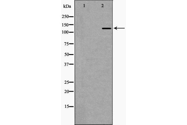 EHMT2 antibody  (N-Term)