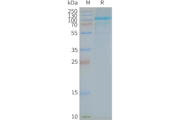 TLR5 Protein