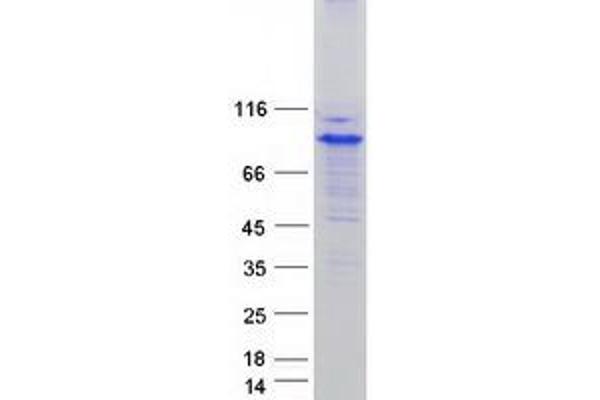 SYVN1 Protein (Transcript Variant 1) (Myc-DYKDDDDK Tag)