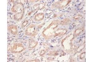 Immunohistochemistry of paraffin-embedded human kidney tissue using ABIN7167461 at dilution of 1:100 (ErbB2/Her2 antibody  (AA 153-598))