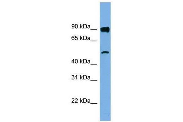 FAM160B1 antibody  (N-Term)