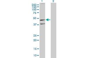 Western Blot analysis of CXCR5 expression in transfected 293T cell line by CXCR5 MaxPab polyclonal antibody. (CXCR5 antibody  (AA 1-372))