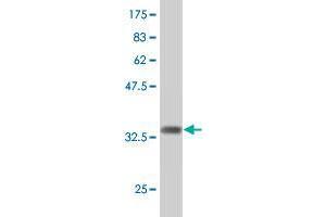 Western Blot detection against Immunogen (36. (CD57 antibody  (AA 235-332))