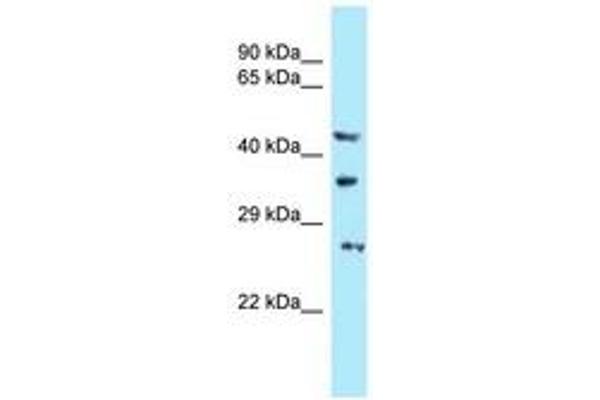 C16orf57 antibody  (AA 150-199)