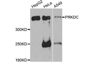 Western blot analysis of extracts of various cell lines, using PRKDC antibody. (PRKDC antibody)