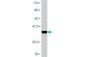 Western Blot detection against Immunogen (35. (CREB1 antibody  (AA 14-101))