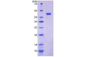 SDS-PAGE analysis of Horse ECF Protein. (ECF Protein)