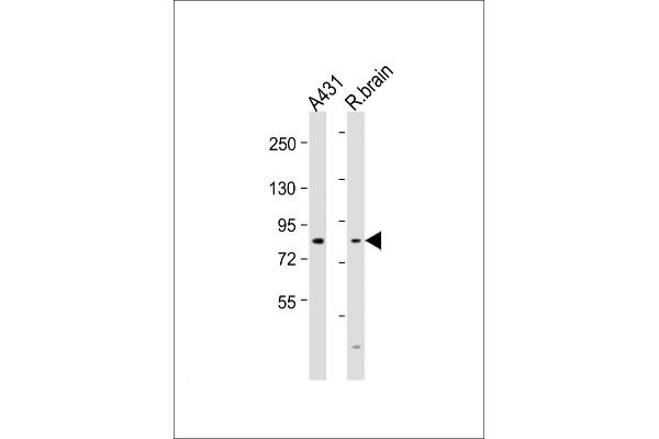 NGEF antibody  (N-Term)