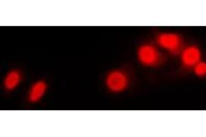 Immunofluorescent analysis of Histone H1 staining in Raw264. (Histone H1 antibody  (N-Term))