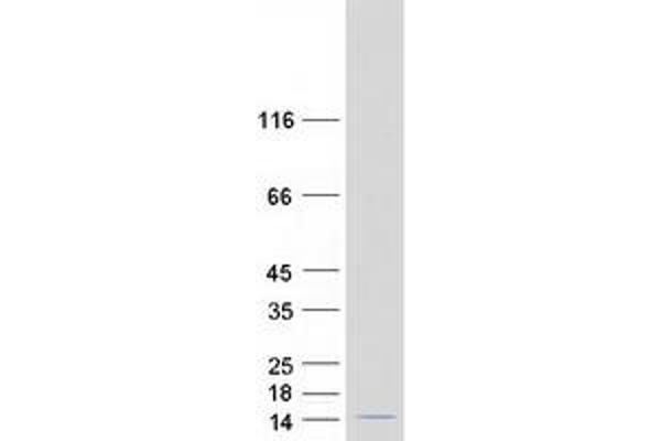 LSM6 Protein (Myc-DYKDDDDK Tag)