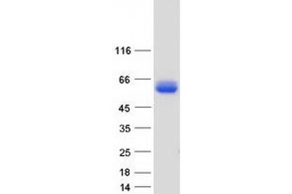 Glycogenin 2 Protein (GYG2) (Transcript Variant 4) (Myc-DYKDDDDK Tag)