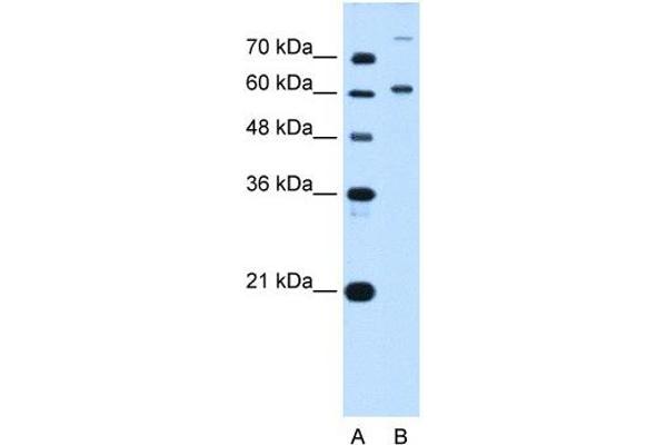 BMP2K antibody  (C-Term)