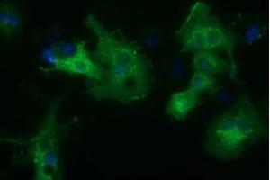 Anti-HDAC6 mouse monoclonal antibody (ABIN2453119) immunofluorescent staining of COS7 cells transiently transfected by pCMV6-ENTRY HDAC6 (RC209649). (HDAC6 antibody)