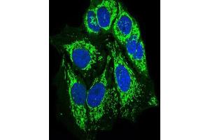 Immunofluorescence (IF) image for anti-Protein tyrosine Phosphatase, Non-Receptor Type 11 (PTPN11) (AA 263-329) antibody (ABIN1098117)