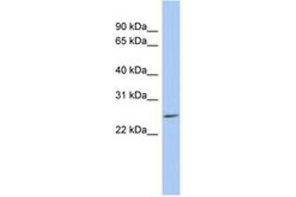 LYPD5 antibody  (AA 35-84)