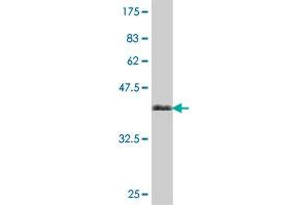 P5CS antibody  (AA 696-795)