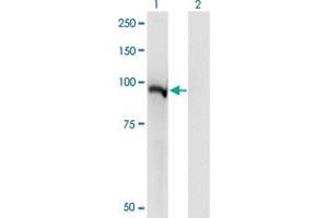 Western Blot analysis of STAT5A expression in transfected 293T cell line by STAT5A monoclonal antibody (M02), clone 1B12. (STAT5A antibody  (AA 1-104))