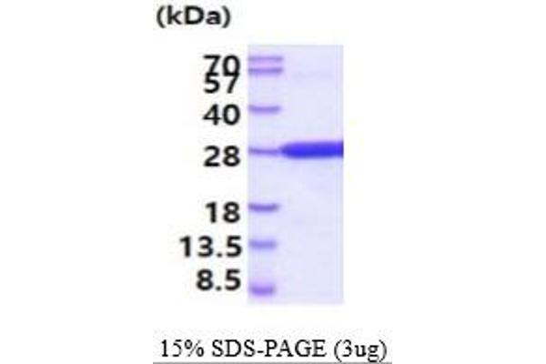 CREG1 Protein (AA 32-220) (His tag)