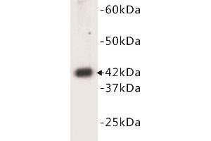 Western Blotting (WB) image for anti-Actin, Alpha, Cardiac Muscle 1 (ACTC1) (N-Term) antibody (ABIN1854823) (ACTC1 antibody  (N-Term))