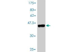 Western Blot detection against Immunogen (38. (RIN1 antibody  (AA 646-755))