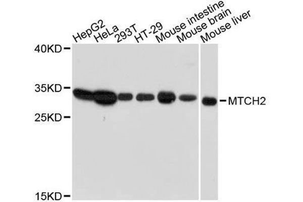 MTCH2 antibody  (AA 30-175)