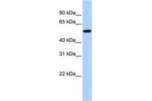 Image no. 1 for anti-Tumor Protein P53 (TP53) (N-Term) antibody (ABIN6742382) (p53 antibody  (N-Term))