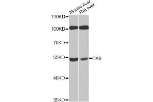 Western blot analysis of extracts of various cell lines, using CA9 antibody (ABIN4903096) at 1:100 dilution. (CA9 antibody)