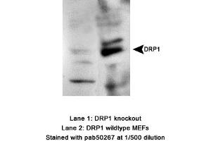 Image no. 2 for anti-Dynamin 1-Like (DNM1L) (AA 500-600), (Internal Region) antibody (ABIN363576) (Dynamin 1-Like antibody  (Internal Region))