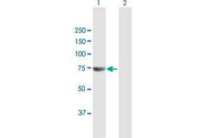 Western Blot analysis of FANCM expression in transfected 293T cell line by FANCM MaxPab polyclonal antibody. (FANCM antibody  (AA 1-669))