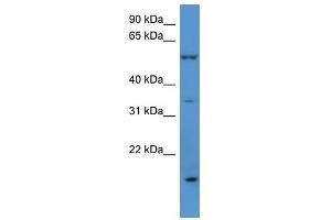 OR2J2 antibody used at 0. (OR2J2 antibody  (C-Term))