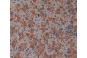 Used in DAB staining on fromalin fixed paraffin- embedded stomach tissue (SCP2 antibody  (AA 433-547))