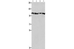 Western Blotting (WB) image for anti-Minichromosome Maintenance Complex Component 3 (MCM3) antibody (ABIN2421841) (MCM3 antibody)