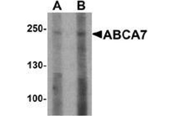 ABCA7 antibody  (N-Term)