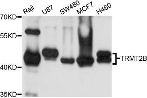 Western blot analysis of extracts of various cell lines, using TRMT2B antibody (ABIN1875593) at 1:1000 dilution. (TRMT2B antibody)