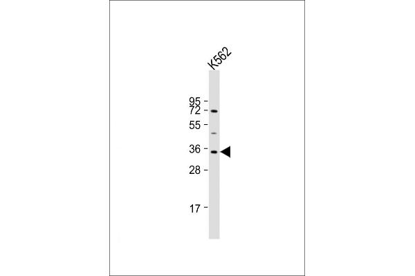 LYL1 antibody  (AA 212-244)