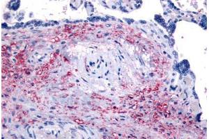 Anti-NET1 antibody  ABIN1049095 IHC staining of human placenta. (NET1 antibody  (Internal Region))