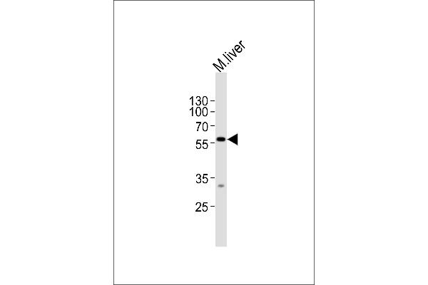 DPYS antibody  (C-Term)