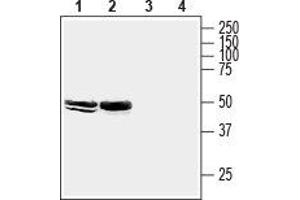 Western blot analysis of mouse brain membranes (lanes 1 and 3) and rat hippocampus lysate (lanes 2 and 4): - 1,2. (HOMER2 antibody  (C-Term, Intracellular))