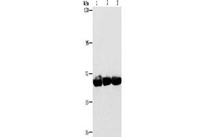 Western Blotting (WB) image for anti-Cytoskeleton-Associated Protein 4 (CKAP4) antibody (ABIN2432851) (CKAP4 antibody)