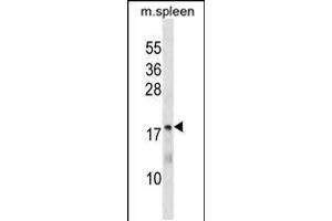 Western blot analysis in mouse spleen tissue lysates (35ug/lane). (MTHFS antibody  (C-Term))