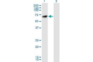 Western Blot analysis of NARS expression in transfected 293T cell line by NARS MaxPab polyclonal antibody. (NARS antibody  (AA 1-548))